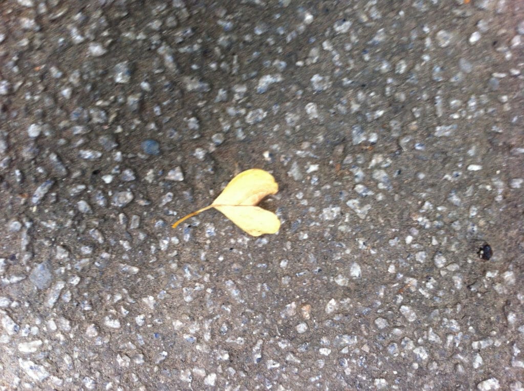 leafheart